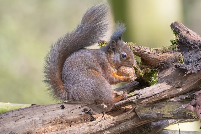 Free download squirrel walnut tail rodent animal free picture to be edited with GIMP free online image editor