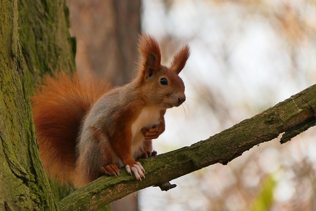 Free download squirrel white paw rare cute free picture to be edited with GIMP free online image editor