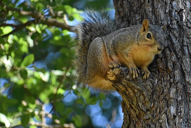 Free download squirrel wildlife animal mammal free picture to be edited with GIMP free online image editor