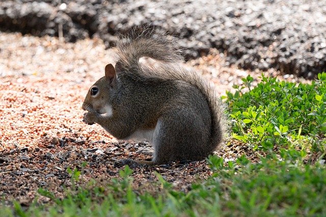 Free download squirrel wildlife nature animal free picture to be edited with GIMP free online image editor