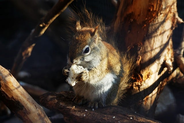 Free download squirrel wild mammal tree fauna free picture to be edited with GIMP free online image editor