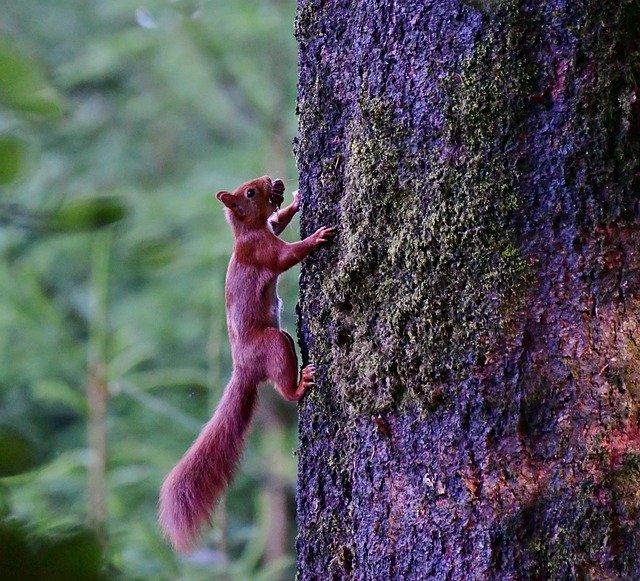 Unduh gratis Squirrel Wild Nature - foto atau gambar gratis untuk diedit dengan editor gambar online GIMP