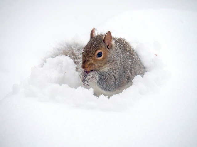 Unduh gratis Squirrel Winter Animal - foto atau gambar gratis untuk diedit dengan editor gambar online GIMP