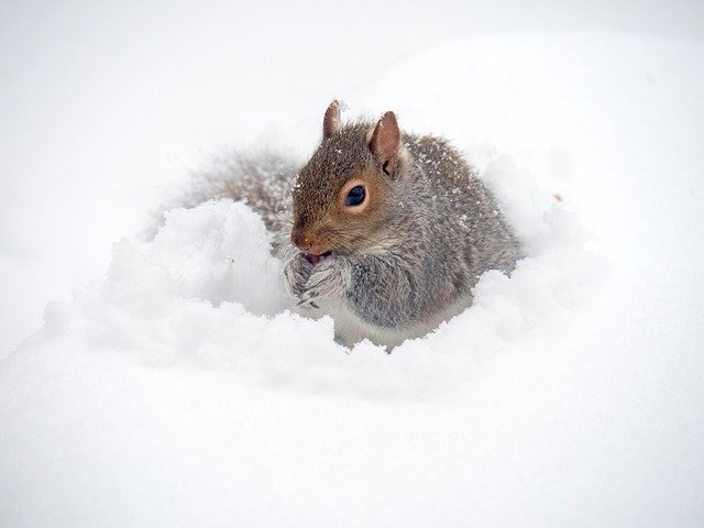 Free download Squirrel Winter Animal -  free photo or picture to be edited with GIMP online image editor