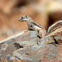 Squirrel with striped back  screen for extension Chrome web store in OffiDocs Chromium