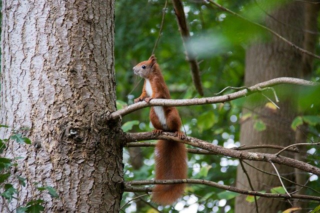 Descărcare gratuită Squirrel Wood Branches - fotografie sau imagini gratuite pentru a fi editate cu editorul de imagini online GIMP