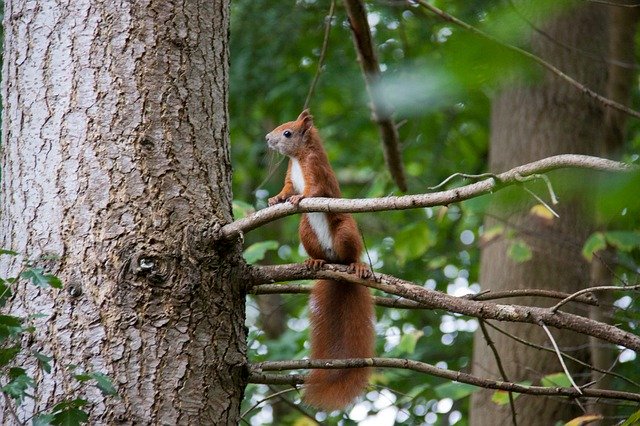 Free download Squirrel Wood Branches -  free photo or picture to be edited with GIMP online image editor