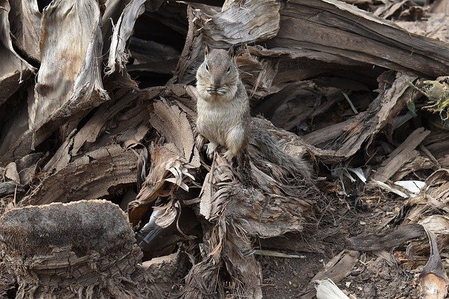 Bezpłatne pobieranie Squirrel Wood Nature - bezpłatne zdjęcie lub obraz do edycji za pomocą internetowego edytora obrazów GIMP