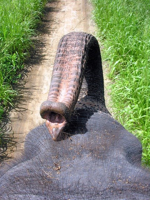 Free download Sri Lanka Elephant Ride -  free free photo or picture to be edited with GIMP online image editor