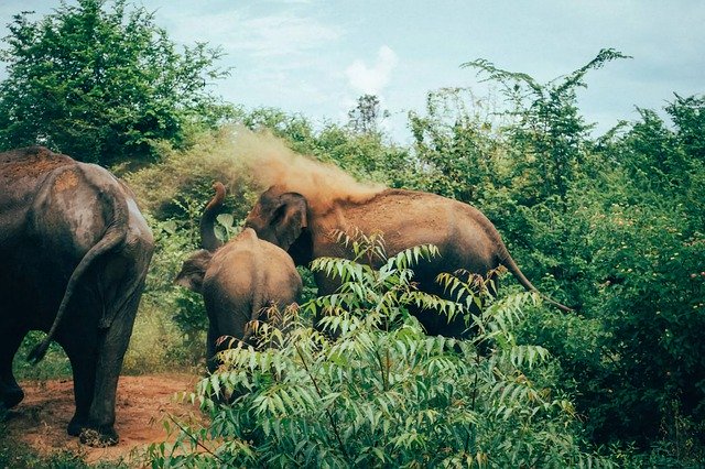 Gratis download Sri Lanka Tangalle Azië Zuid - gratis foto of afbeelding om te bewerken met GIMP online afbeeldingseditor