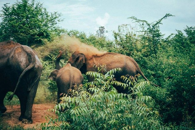 Descărcare gratuită Sri Lanka Tangalle Asia South - fotografie sau imagine gratuită pentru a fi editată cu editorul de imagini online GIMP