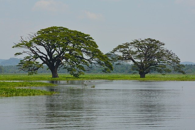 Bezpłatne pobieranie Sri Lanki Trees Water - bezpłatne zdjęcie lub obraz do edycji za pomocą internetowego edytora obrazów GIMP