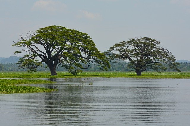 বিনামূল্যে ডাউনলোড করুন শ্রীলঙ্কা ট্রিজ ওয়াটার - বিনামূল্যে ছবি বা ছবি GIMP অনলাইন ইমেজ এডিটর দিয়ে সম্পাদনা করতে হবে