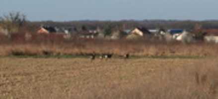 Free download Srne na polju, Stupnik, 17.3.2019. free photo or picture to be edited with GIMP online image editor