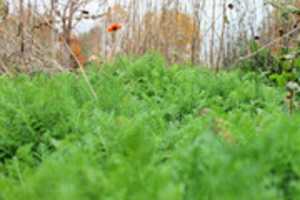 Free download Ss Fall free photo or picture to be edited with GIMP online image editor