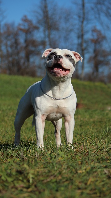 Free download staffordshire bull terrier free picture to be edited with GIMP free online image editor