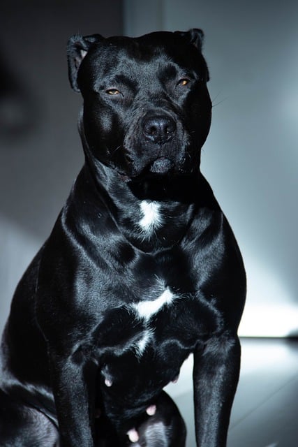スタッフォードシャー・ブル・テリア犬ペットの無料画像を無料でダウンロードし、GIMPで編集できる無料のオンライン画像エディター
