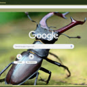 Stag Beetle  screen for extension Chrome web store in OffiDocs Chromium