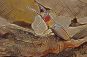 Free download Stag Beetle free photo or picture to be edited with GIMP online image editor