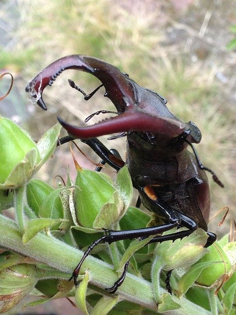 Free download Stag Beetle Insect -  free photo or picture to be edited with GIMP online image editor