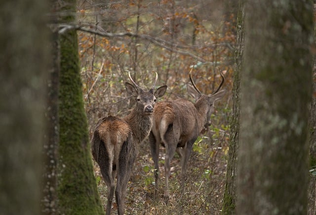 Free download stag forest fall nature free picture to be edited with GIMP free online image editor