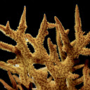 Staghorn coral bushes  screen for extension Chrome web store in OffiDocs Chromium