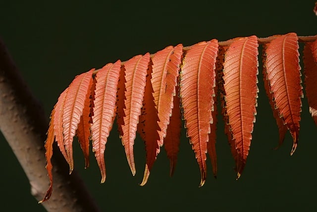 Free download staghorn sumac leaves fall natural free picture to be edited with GIMP free online image editor