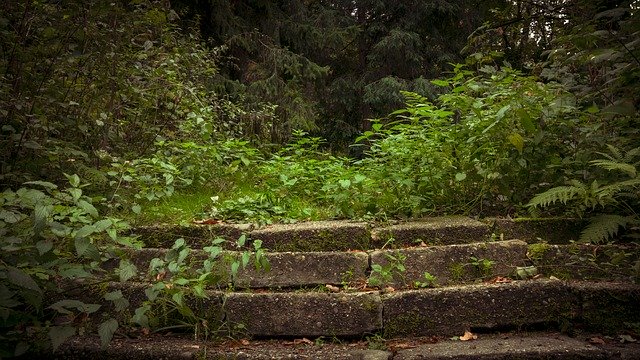 Free download Stairs Plants The -  free photo or picture to be edited with GIMP online image editor