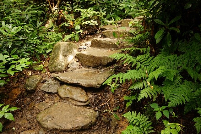 تنزيل مجاني Stairs Trail Forest - صورة مجانية أو صورة يتم تحريرها باستخدام محرر الصور عبر الإنترنت GIMP