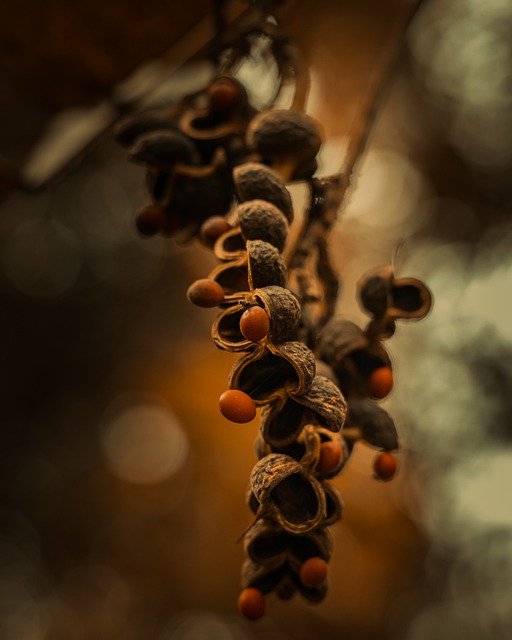 Free download stalk seeds fruits plant nature free picture to be edited with GIMP free online image editor