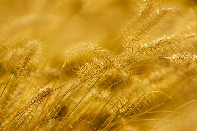 Free download stalks panicle plant grass grasses free picture to be edited with GIMP free online image editor