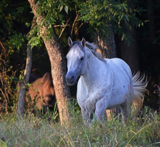 Descarga gratuita Stallion Horse Equestrian: foto o imagen gratuita para editar con el editor de imágenes en línea GIMP