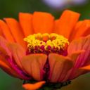 stamens Theme  screen for extension Chrome web store in OffiDocs Chromium
