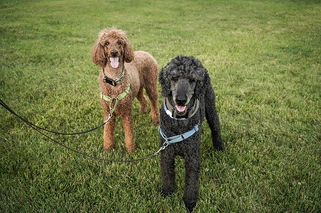 دانلود رایگان Standard Poodles Big - عکس یا تصویر رایگان قابل ویرایش با ویرایشگر تصویر آنلاین GIMP