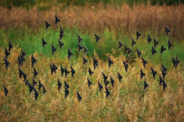 Free download stare fall bird flight free picture to be edited with GIMP free online image editor