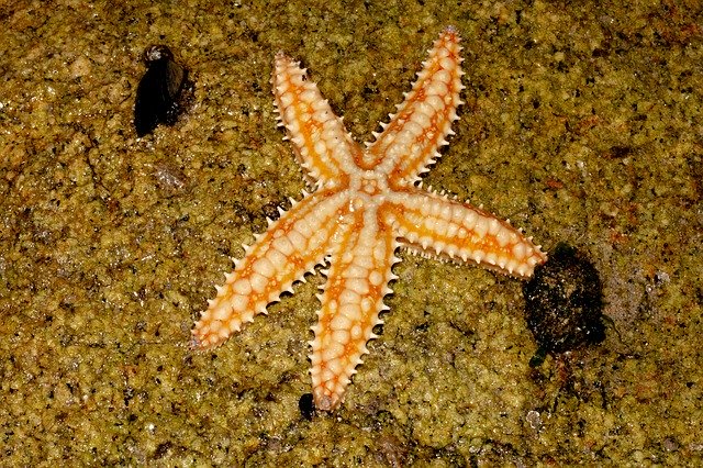 Free download Starfish Beach Mar -  free photo or picture to be edited with GIMP online image editor