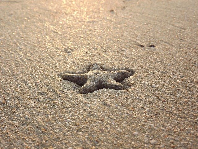 Free download Starfish Beach Sea free photo template to be edited with GIMP online image editor