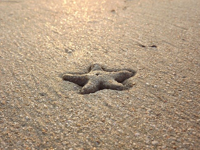 Descarga gratuita de la plantilla de fotos gratis Starfish Beach Sea para editar con el editor de imágenes en línea GIMP