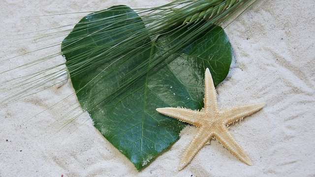 Unduh gratis Starfish Leaf Nature - foto atau gambar gratis untuk diedit dengan editor gambar online GIMP