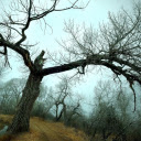 Stark Winter Tree  screen for extension Chrome web store in OffiDocs Chromium