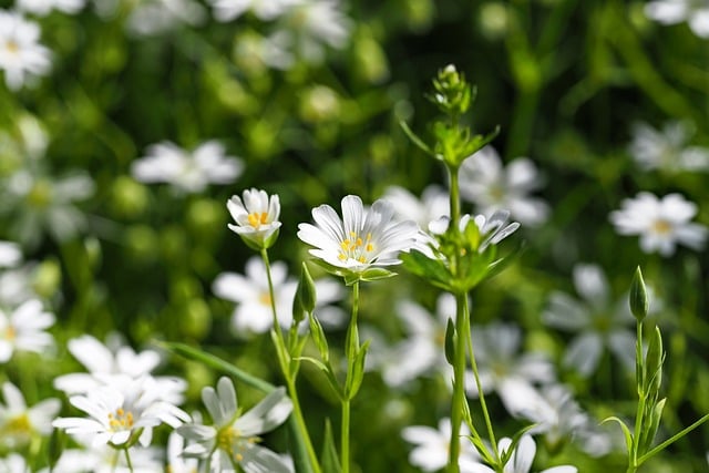 Free download starlight nature spring bloom free picture to be edited with GIMP free online image editor