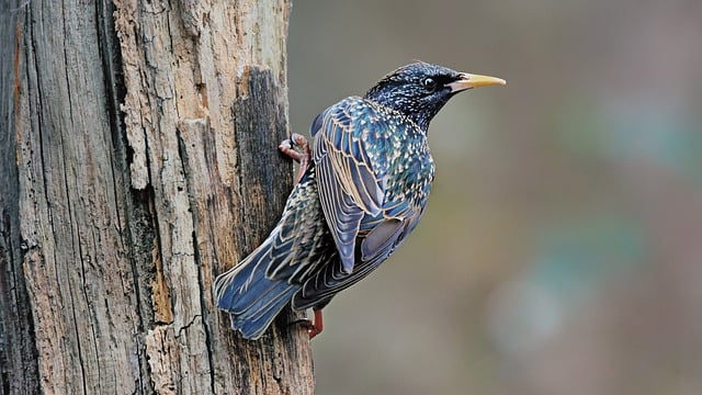 Free download starling bird animal feathers free picture to be edited with GIMP free online image editor