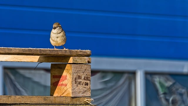 Free download starling bird ornithology species free picture to be edited with GIMP free online image editor