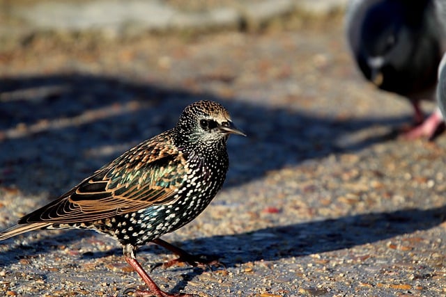 Free download starling birds ornithology free picture to be edited with GIMP free online image editor