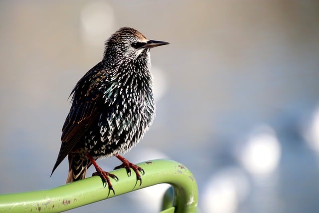 Free download starling birds passerines free picture to be edited with GIMP free online image editor