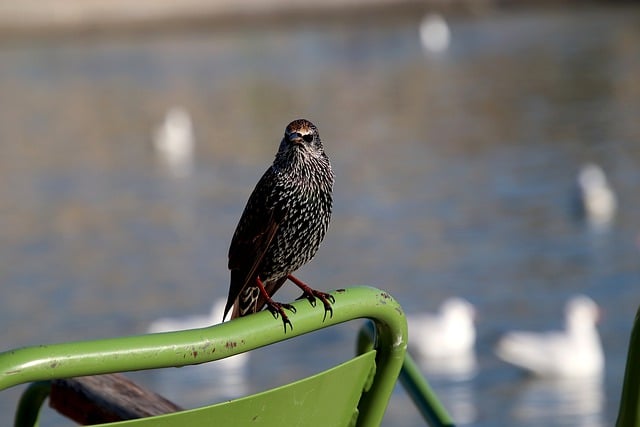 Free download starling birds passerines perched free picture to be edited with GIMP free online image editor