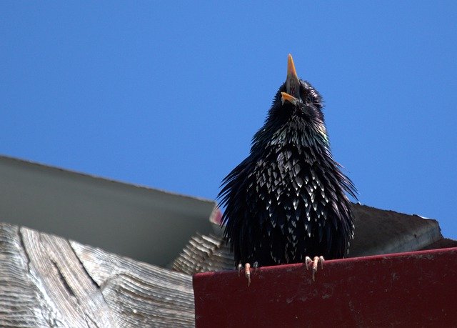 Free download Starling Birds The Song -  free photo or picture to be edited with GIMP online image editor