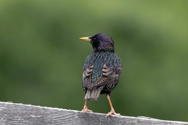 Free download starling black bird fence perched free picture to be edited with GIMP free online image editor