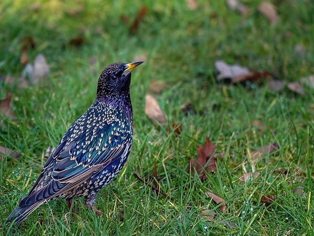 Free download starling grass common starling bird free picture to be edited with GIMP free online image editor