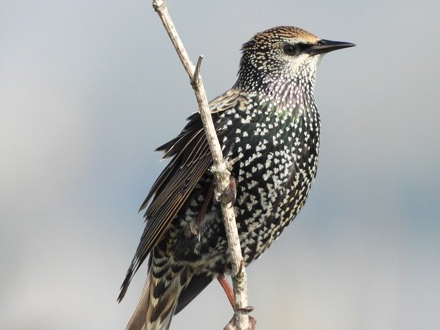 Free download Starling Songbird Migratory -  free photo or picture to be edited with GIMP online image editor